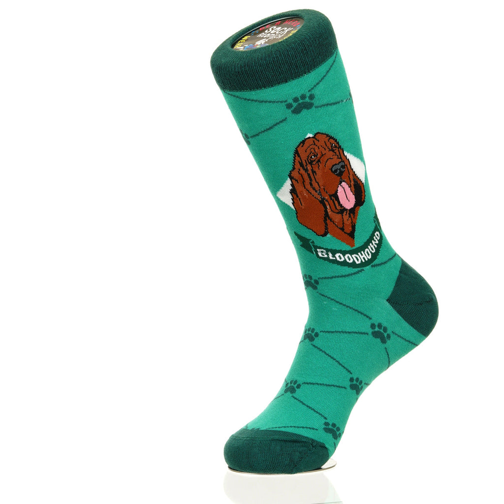 Bloodhound | Argyle Pups