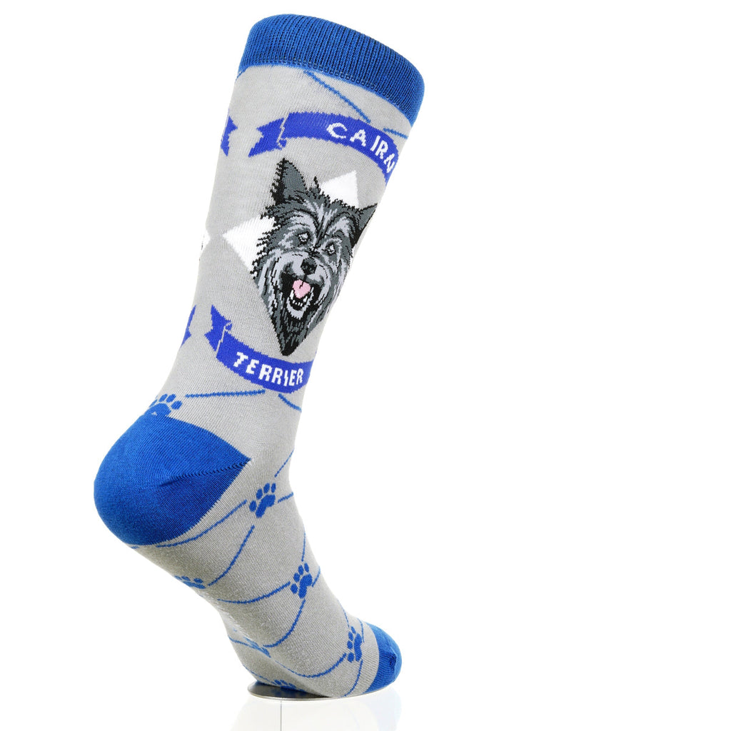 Cairn Terrier | Argyle Pups