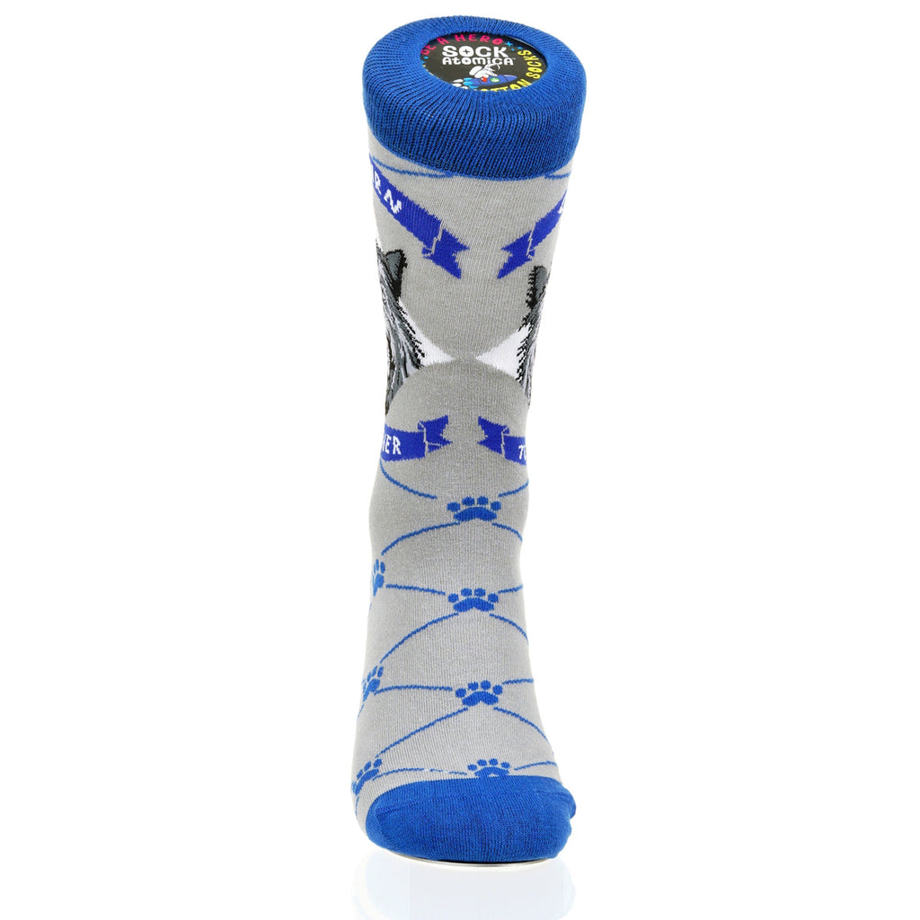 Cairn Terrier | Argyle Pups